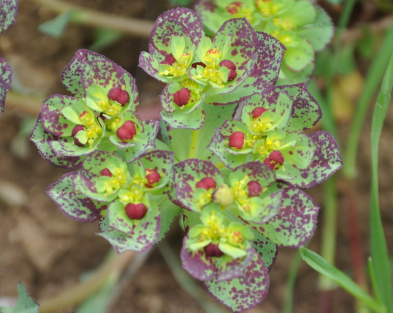 Изображение особи Euphorbia helioscopia.