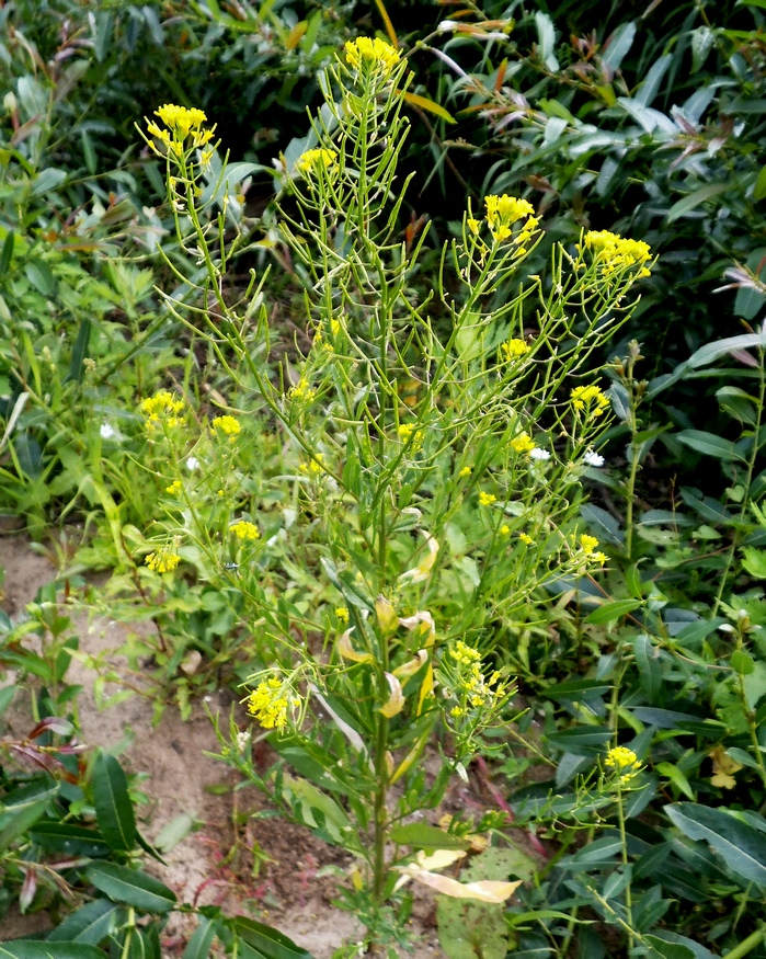 Трава желтушник серый фото и описание