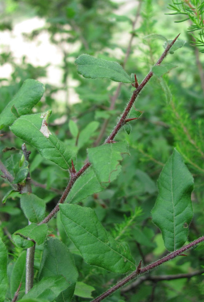 Image of Mespilus germanica specimen.