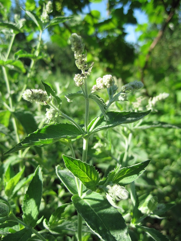 Image of Mentha longifolia specimen.