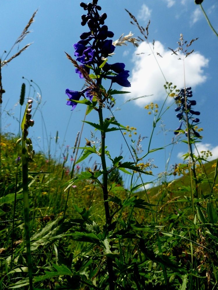 Image of Delphinium flexuosum specimen.