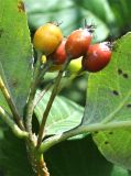 Sorbus caucasica