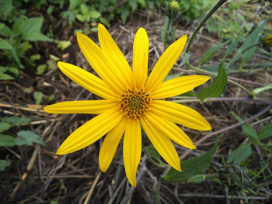 Image of Helianthus tuberosus specimen.