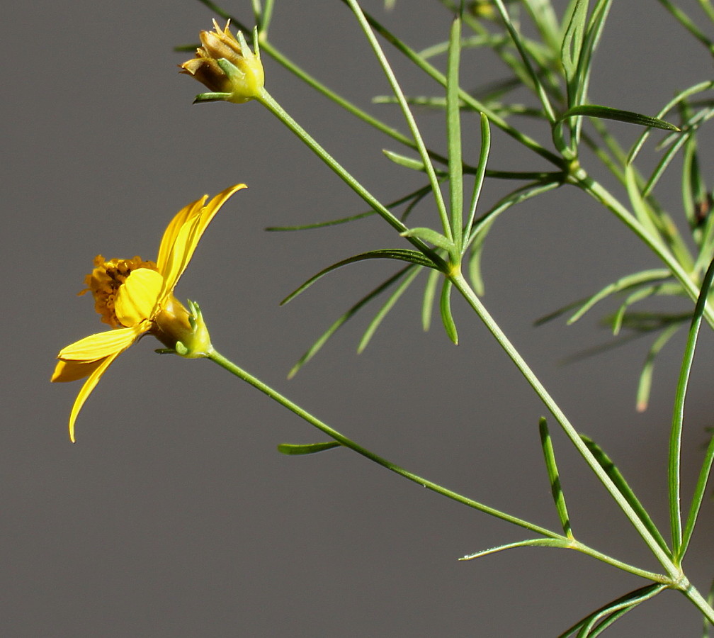 Image of Coreopsis verticillata specimen.