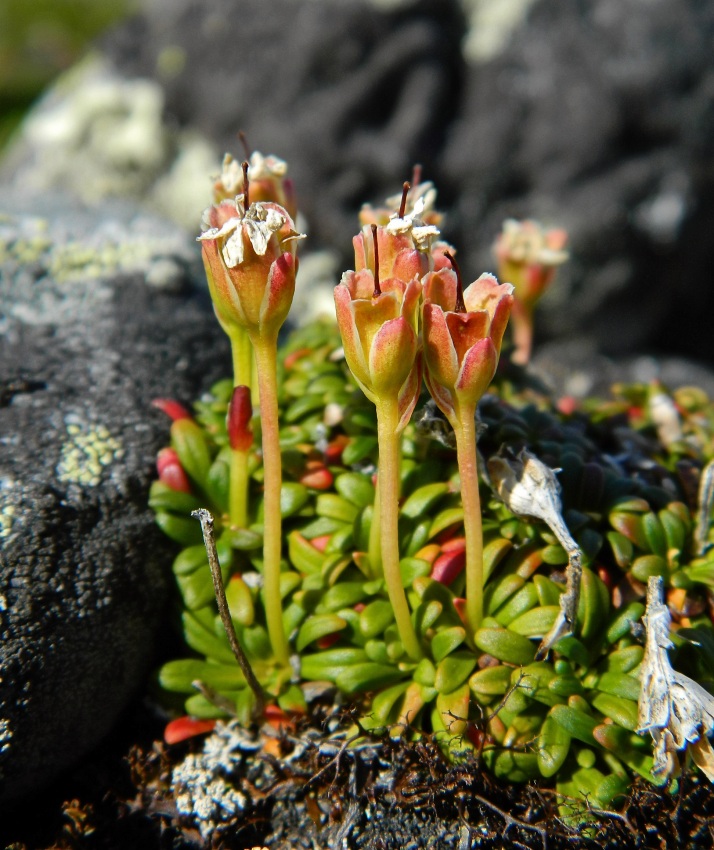 Изображение особи Diapensia lapponica.