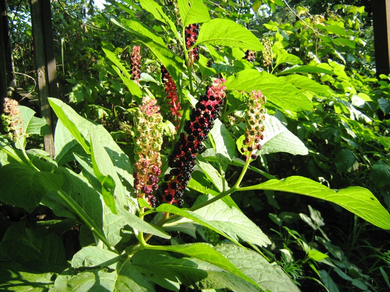 Image of Phytolacca acinosa specimen.