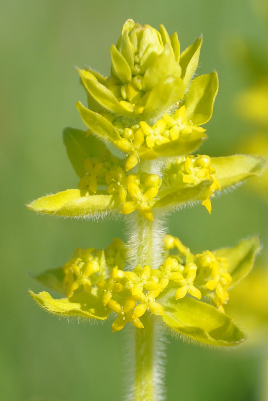 Image of Cruciata laevipes specimen.