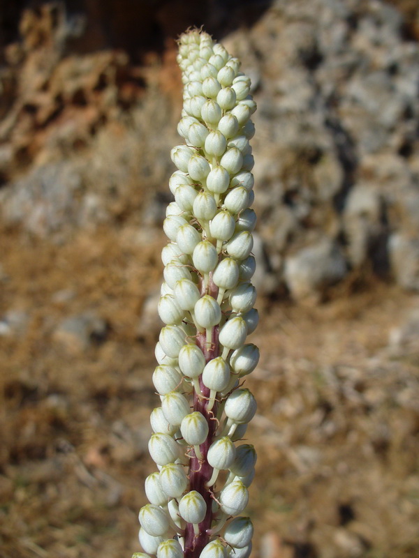 Image of Drimia numidica specimen.