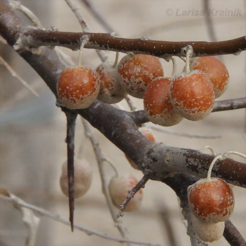 Image of Elaeagnus angustifolia specimen.