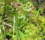 род Pteridium