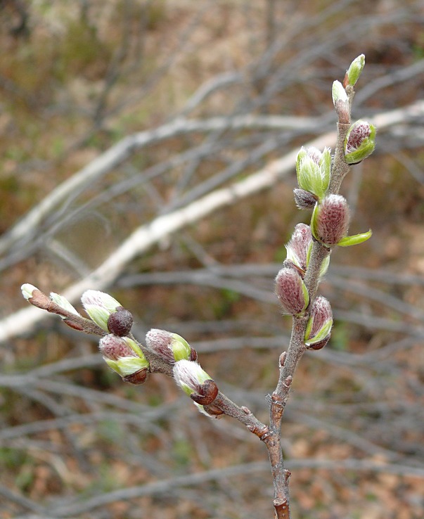 Изображение особи Salix glauca.