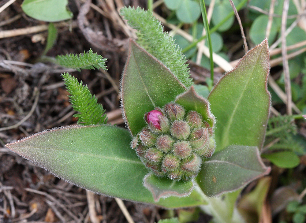 Image of Pulmonaria mollis specimen.