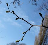 Tilia euchlora. Веточка с распускающимися почками. Германия, г. Krefeld, Ботанический сад. 20.04.2013.