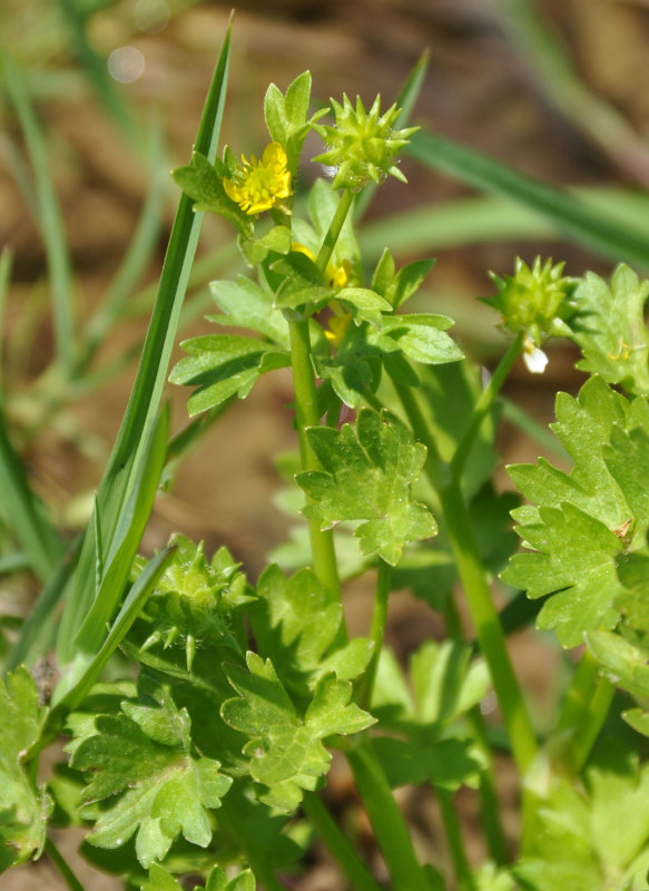 Изображение особи Ranunculus muricatus.