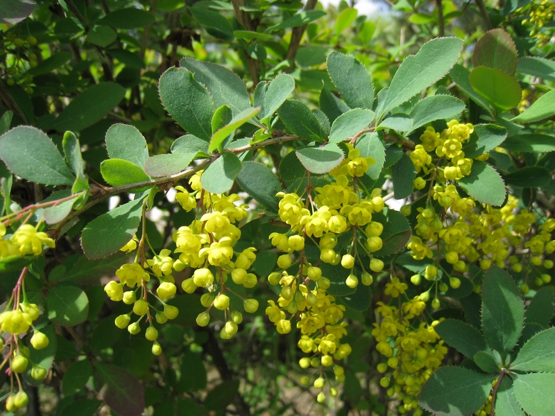 Image of Berberis vulgaris specimen.