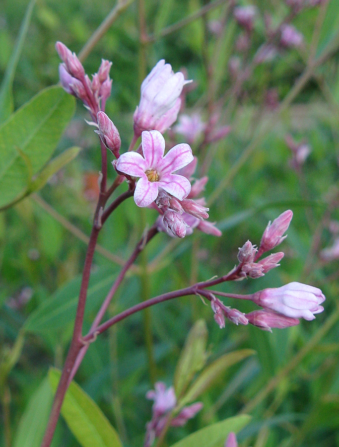 Image of Trachomitum tauricum specimen.