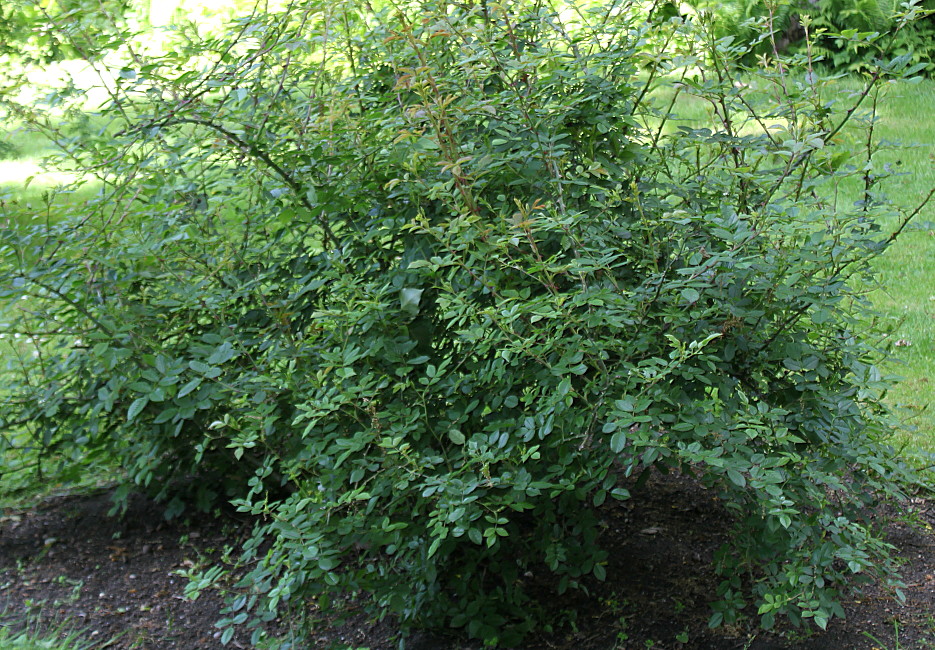 Image of Rosa stylosa specimen.