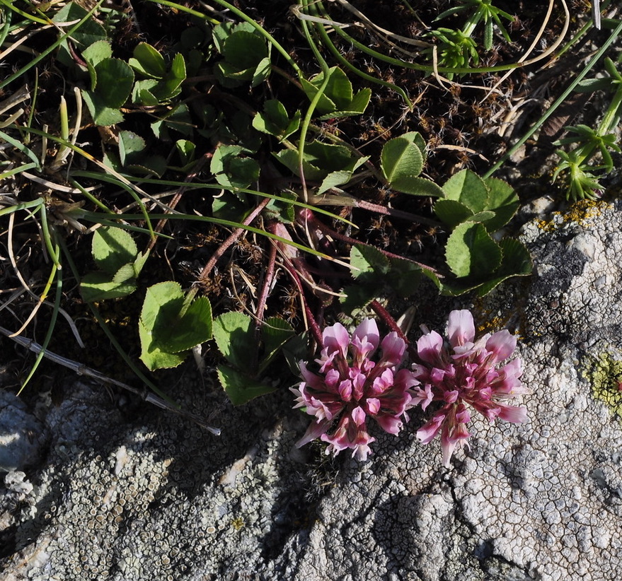 Изображение особи Trifolium pallescens.