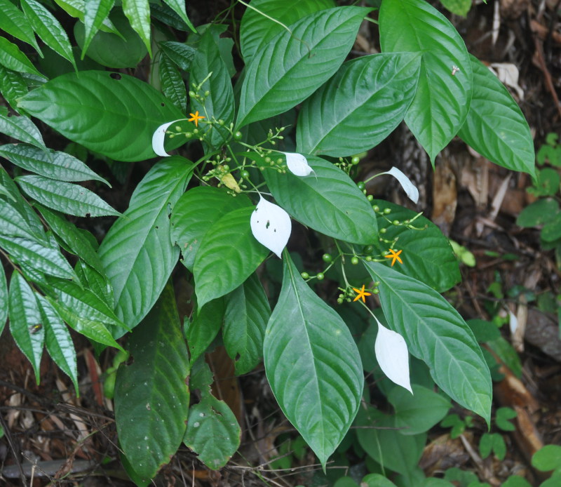 Image of Mussaenda frondosa specimen.