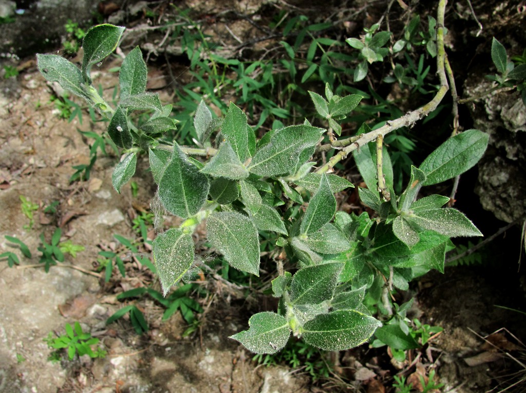 Image of Salix recurvigemmata specimen.