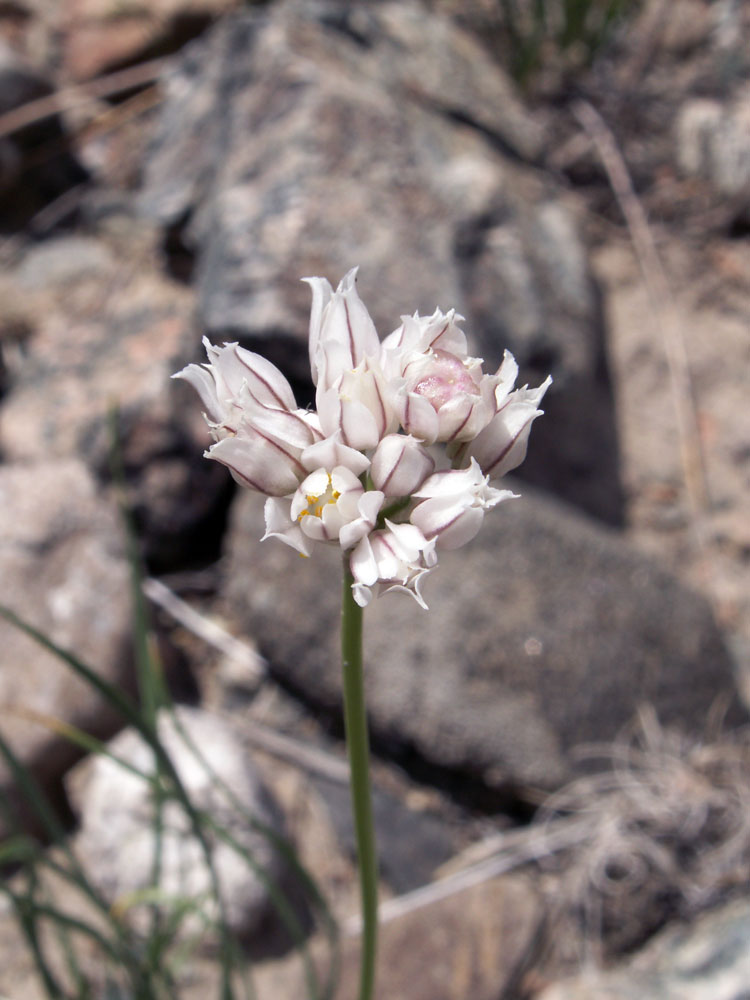 Image of Allium oreoprasum specimen.