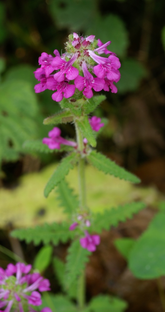 Image of Pedicularis spicata specimen.