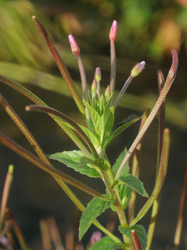 Image of Epilobium tetragonum specimen.