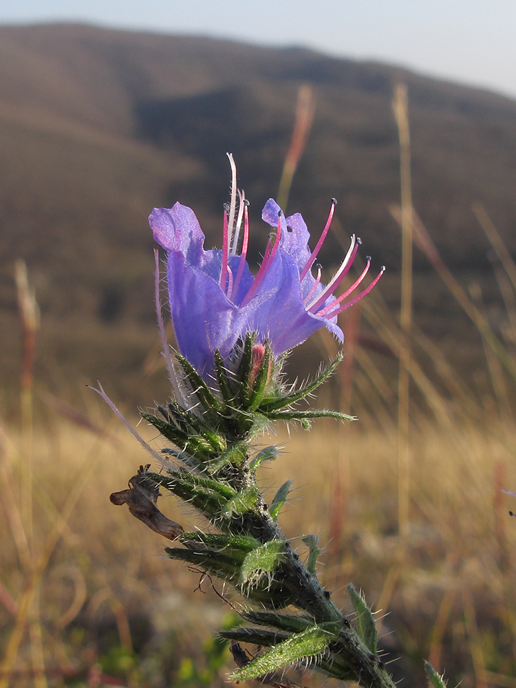 Image of Echium vulgare specimen.