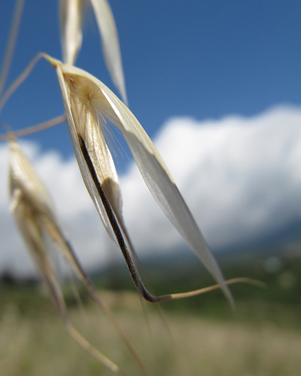 Image of Avena clauda specimen.