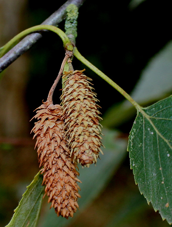 Изображение особи Betula utilis var. jacquemontii.