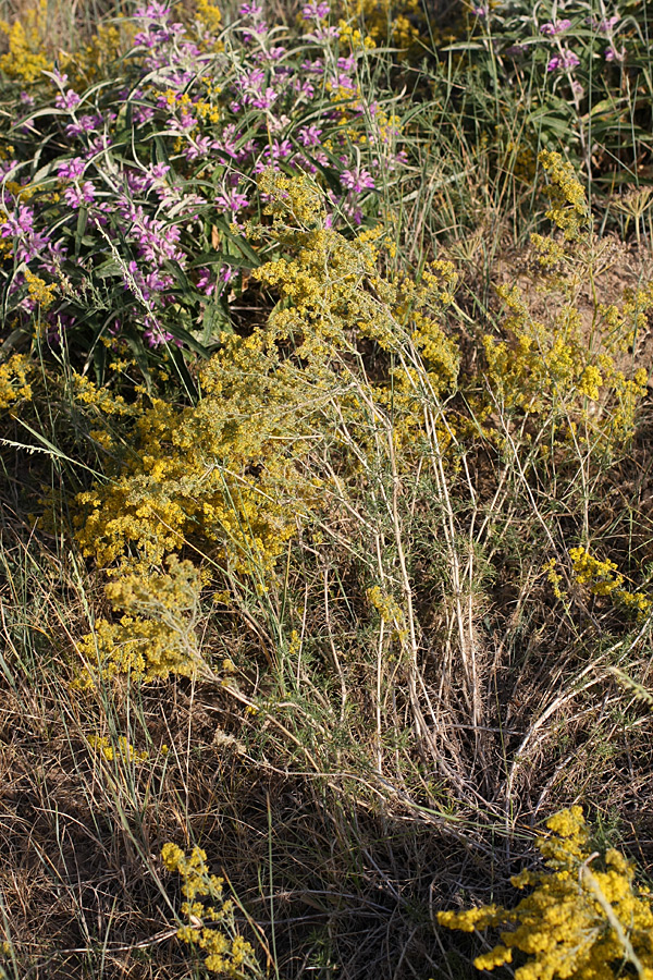 Image of Galium verum specimen.