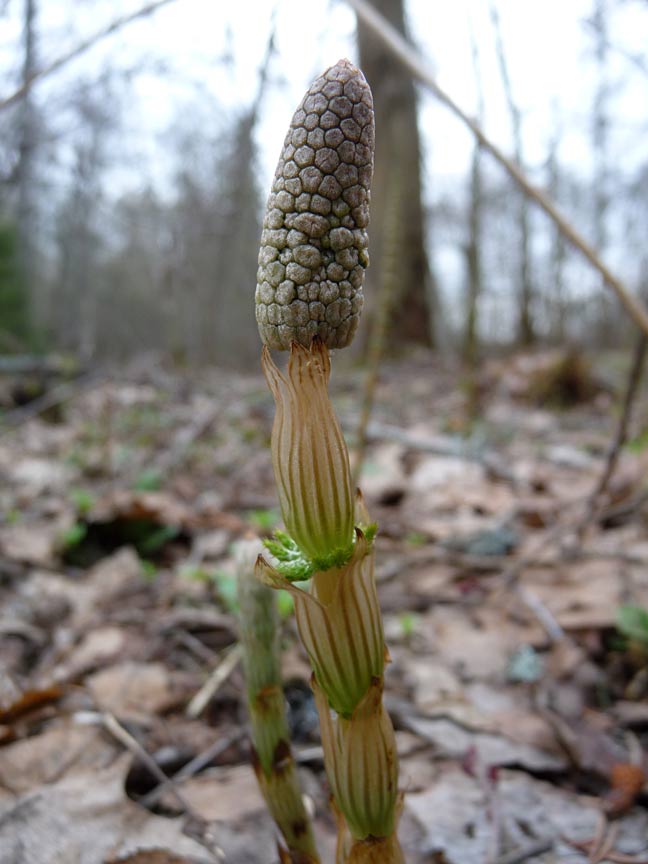 Image of Equisetum sylvaticum specimen.