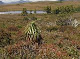 Dracophyllum pandanifolium