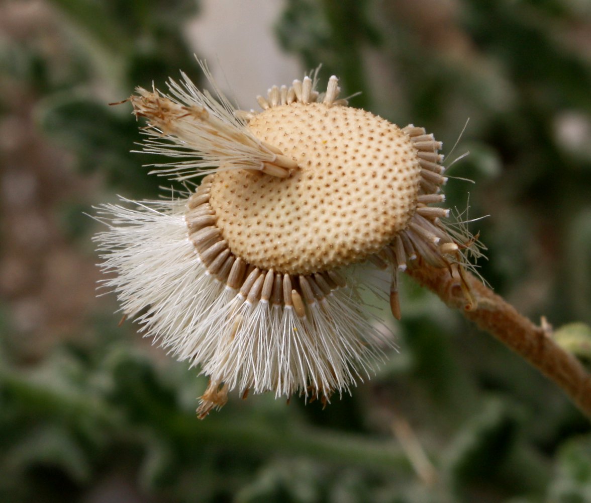 Image of Pulicaria incisa specimen.