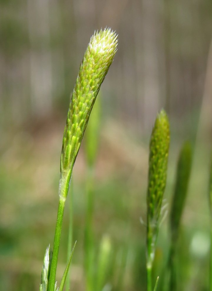 Изображение особи Carex michelii.