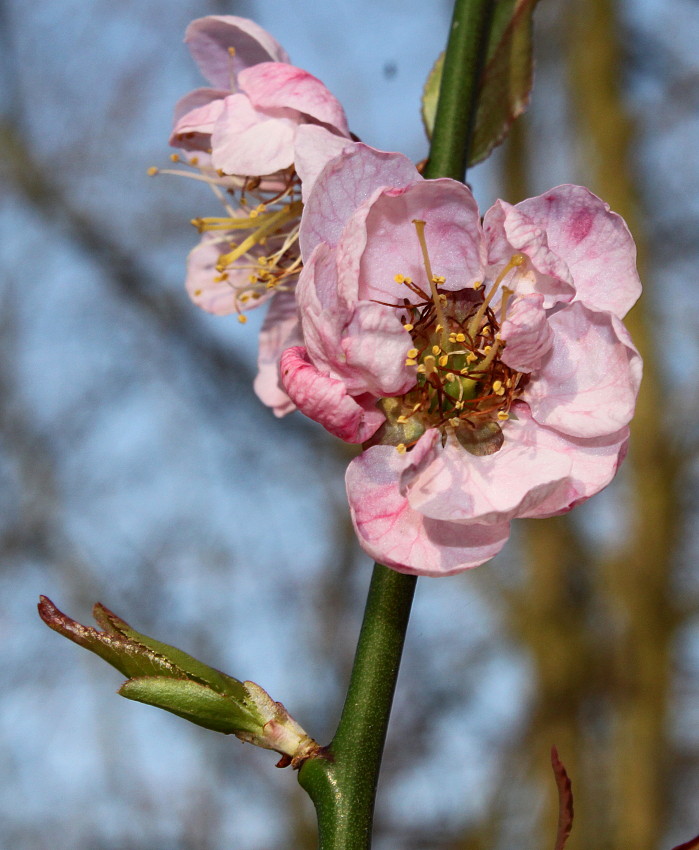 Image of Prunus mume specimen.