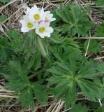 Anemonastrum fasciculatum. Цветущее растение. Краснодарский край, Туапсинский район, подножие г. Шесси, субальпийский луг, выс. 1600 м н.у.м. 03.05.2014.