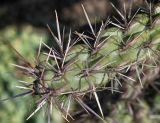 род Cylindropuntia. Верхняя часть ветки. Германия, г. Дюссельдорф, Ботанический сад университета. 04.05.2014.