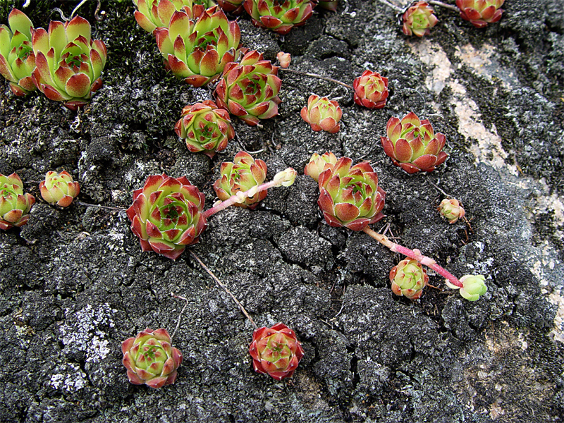 Image of Sempervivum caucasicum specimen.