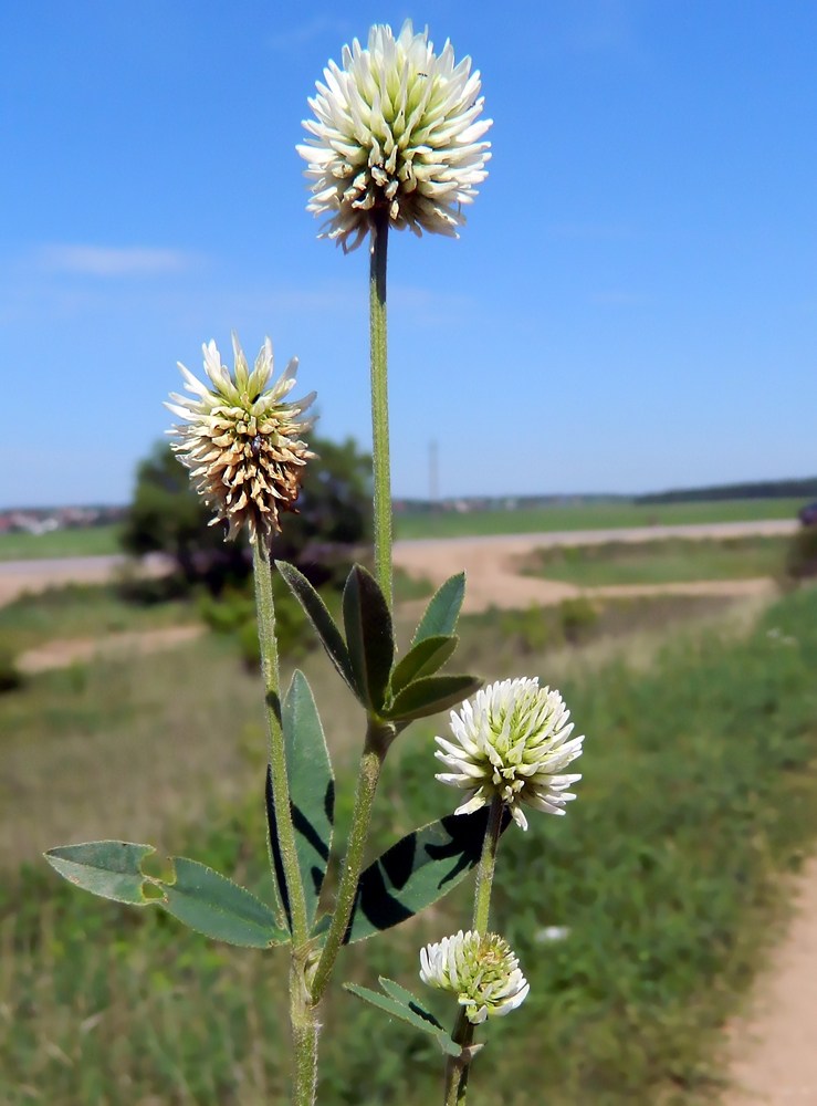 Изображение особи Trifolium montanum.