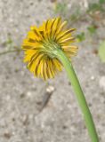 Hypochaeris radicata. Соцветие с нижней стороны. Украина, Львовская обл., Дрогобычский р-н, г. Трускавец, дамба возле пруда Слоница. 14.06.2014.