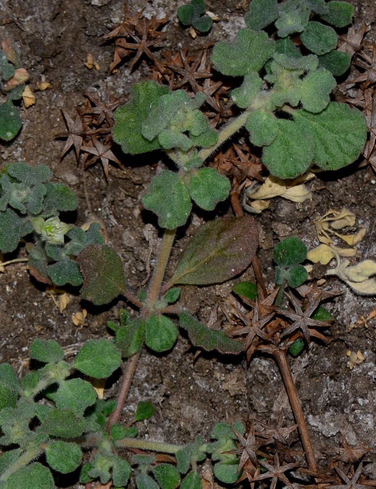 Image of Glinus lotoides specimen.