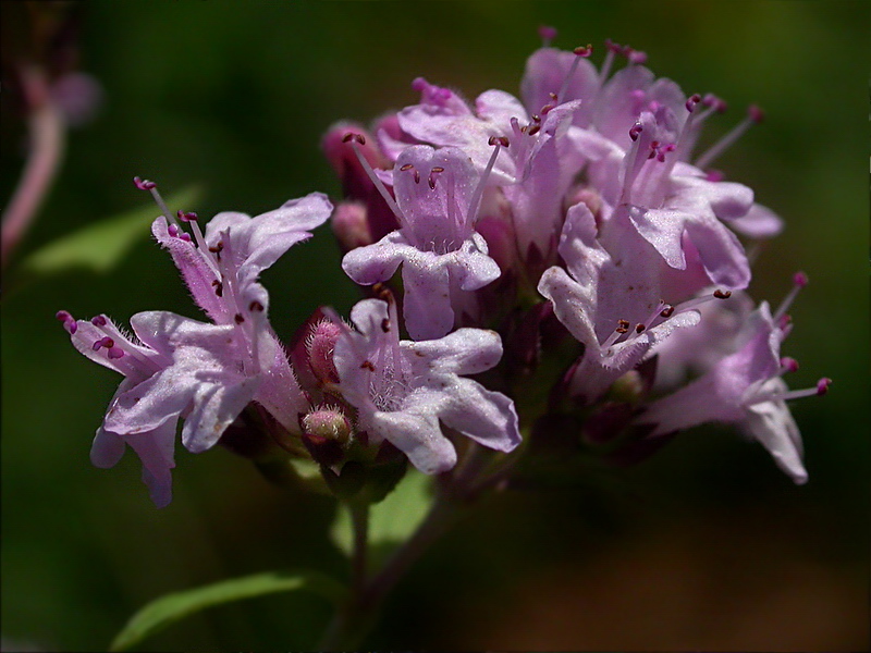 Изображение особи Origanum vulgare.