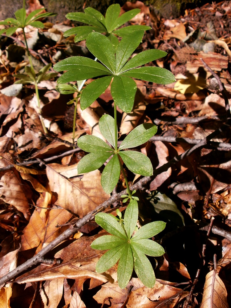 Image of Galium odoratum specimen.