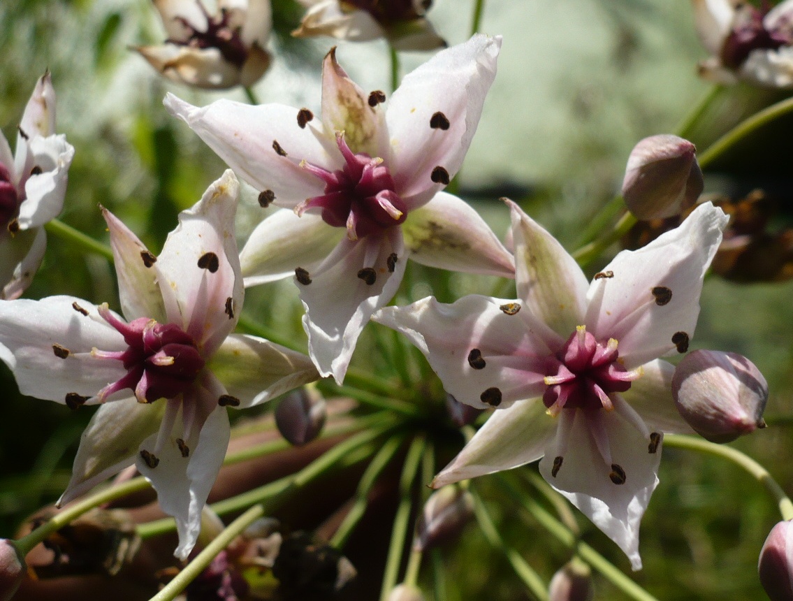 Изображение особи Butomus umbellatus.