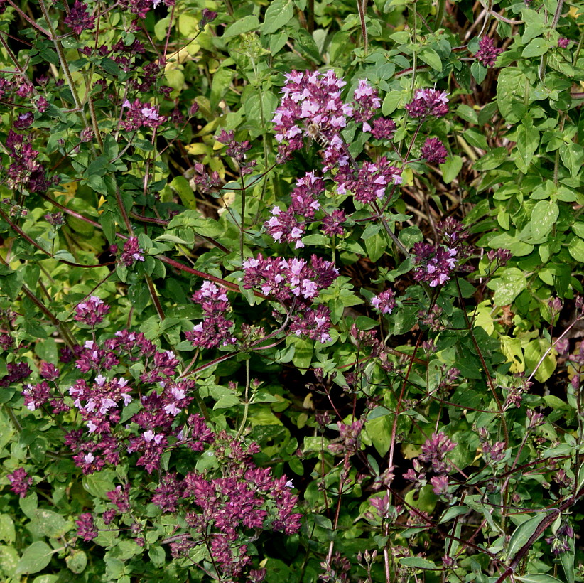 Image of Origanum laevigatum specimen.