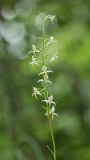 Platanthera chlorantha. Соцветие. Черногория, нац. парк Ловчен. 18.07.2014.