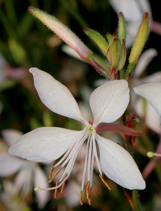 Image of Gaura lindheimeri specimen.