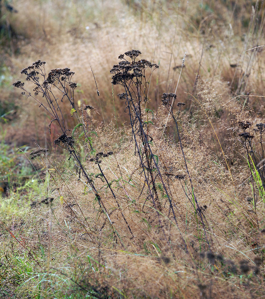 Image of Achillea millefolium specimen.