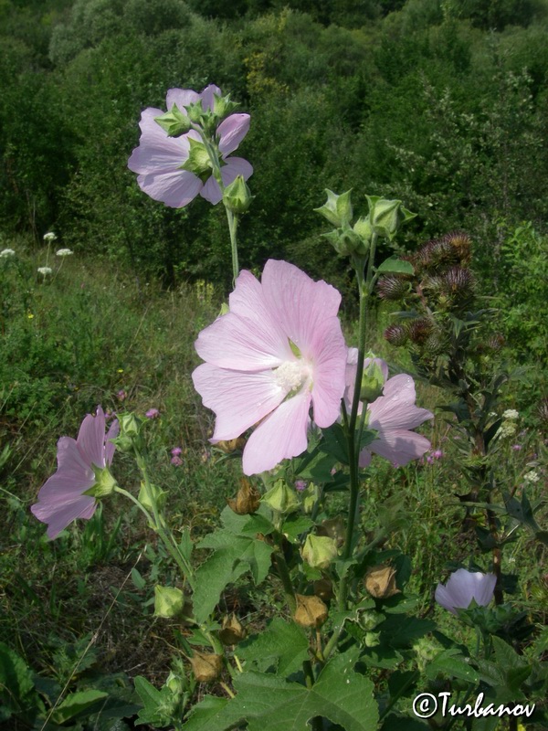 Image of Malva thuringiaca specimen.